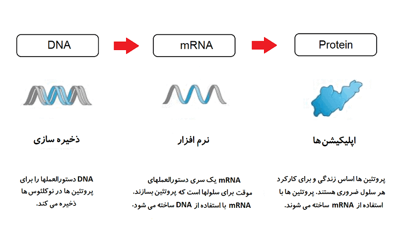 فرآیند مکانیسم عملکرد واکسن mRNA