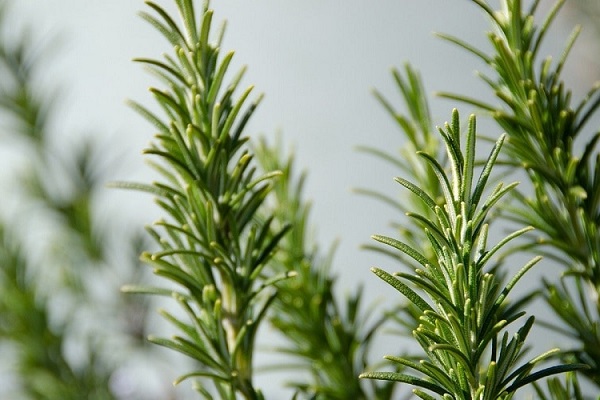 نقش رزماری در تقویت حافظه و شناخت