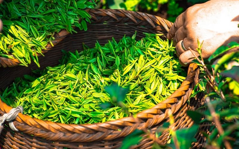 چای سبز (Green Tea) مفید برای سلامت کبد